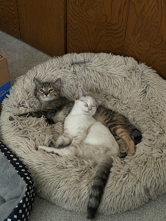 IMG 0241